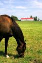 Horse grazes on a farm near Lexington, Kentucky.