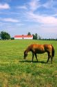 Horses graze on a farm near Lexington, Kentucky.