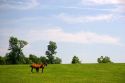 Horses graze on a farm near Lexington, Kentucky.