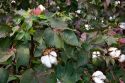 Cotton growin at New Madrid, Missouri.