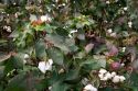 Cotton growing at New Madrid, Missouri,