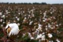 Cotton growing at New Madrid, Missouri.