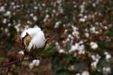 Cotton growing at New Madrid, Missouri.