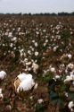 Cotton growing at New Madrid, Missouri.
