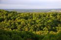 Hardwood forest in central Missouri.