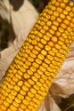 Close up image of the kernels on an ear of corn.