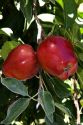 Red delicious apples hang from a tree branch in Canyon County, Idaho.