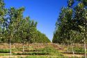 An orchard of young  walnut trees in Glenn, California.