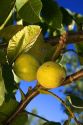 A walnut growing in it's green fleshy skin hangs from the tree in Glenn, California.