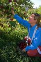 A woman picks apples in an orchard near Emmett, Idaho. MR