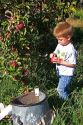 A three year old boy picks apples in an orchard near Emmett, Idaho.