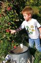 A three year old boy picks apples in an orchard near Emmett, Idaho.