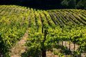 Rows of grapes grow at a vineyard in Napa Valley, California.