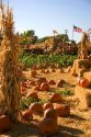 A farm selling pumpkins near San Rafael, California.