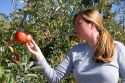 A woman picks an apple at an orchard in Canyon County, Idaho. MR