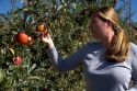 A woman picks an apple at an orchard in Canyon County, Idaho. MR