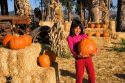 A young girl choosing pumpkins from a farm near San Rafael, California.