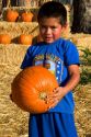 A young boy choosing pumpkins from a farm near San Rafael, California.