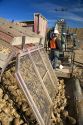 Trucks dump harvested sugar beets in Mountain Home, Idaho.