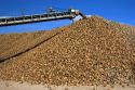 Harvested sugar beets in a collective pile at Mountain Home, Idaho.