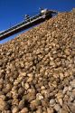 Harvested sugar beets in a collective pile at Mountain Home, Idaho.