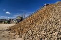 Harvested sugar beets in a collective pile at Mountain Home, Idaho.