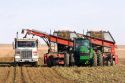 Sugar beet harvest in Mountain Home, Idaho.