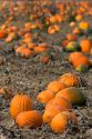 A pumpkin patch in Fruitland, Idaho.