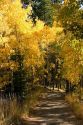 Aspens changing color in autumn near Lake Tahoe in the California Sierra Mountains.