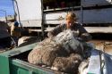 Female ranch hand places freshly sheared wool into compactor for baling. Sheep ranch in Camas County, Idaho.