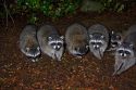 A group of raccoons in Washington state.
