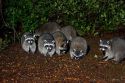 A group of raccoons in Washington state.