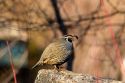 California Quail.