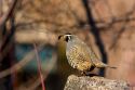 California Quail.