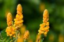 Tropical candlestick senna flowers on the island of Maui, Hawaii.