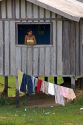 Brazilian girl looking out the window of her house in the Amazon jungle near Manaus, Brazil.