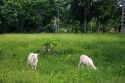 Goats graze on a farm in the Amazon near Manaus, Brazil.