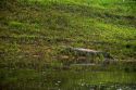 Cayman basking along a tributary of the Amazon in the jungle near Manaus, Brazil.