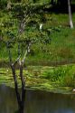 Egret in a tree in the Amazon jungle of Brazil near Manaus.