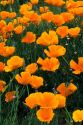 California poppies along Highway 55 in Idaho.