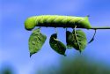 Caterpillar on a leafstem of a tree. Wild Cherry Sphinx (Sphinx drupiferarum)