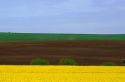 Wheat and rapeseed/canola crops in Grangeville, Idaho.