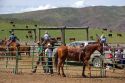 Cowboys round up cattle for branding near Emmett, Idaho.