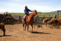 Cowboy rounding up cattle for branding near Emmett, Idaho.