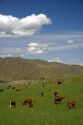 Cattle graze in a pasture along the Payette River near Emmett, Idaho.