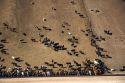 Aerial view of a cattle feedlot near Eagle, Idaho.