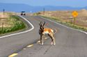 Pronghorn antelope standing in the road near Mountain Home, Idaho.