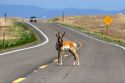 Pronghorn antelope standing in the road near Mountain Home, Idaho.