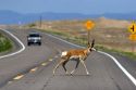 Pronghorn antelope crossing the road with a car coming near Mountain Home, Idaho.