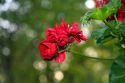 The red blossom of a geranium plant.